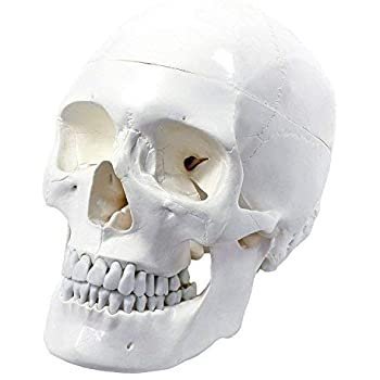 41sYF1v2OcL._AC_SS350_.jpg Human Muscular Skull