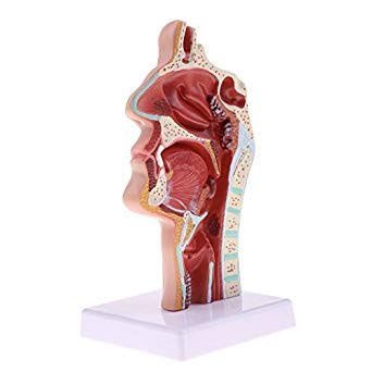 640883Human-Nasal-Model.jpg Human Nasal Cavity Model