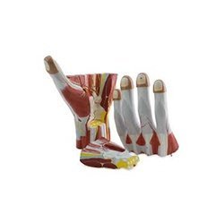 Anatomy-Hand-3-Parts.jpg