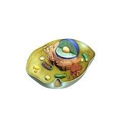 Animal-Cell-Model.jpg