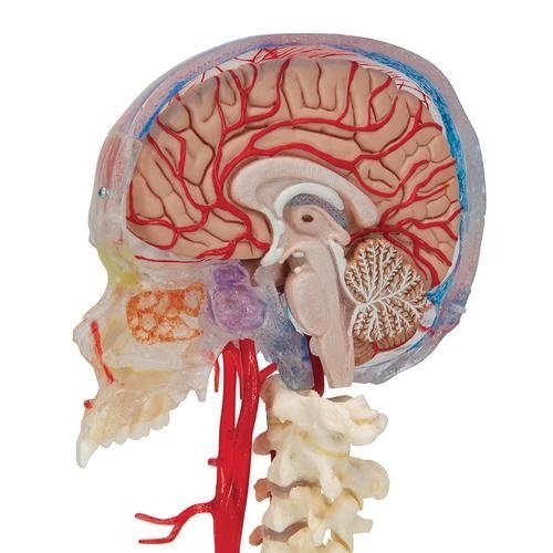 Brain-Model-with-Skull-1.jpg Skull With Blood Vessel