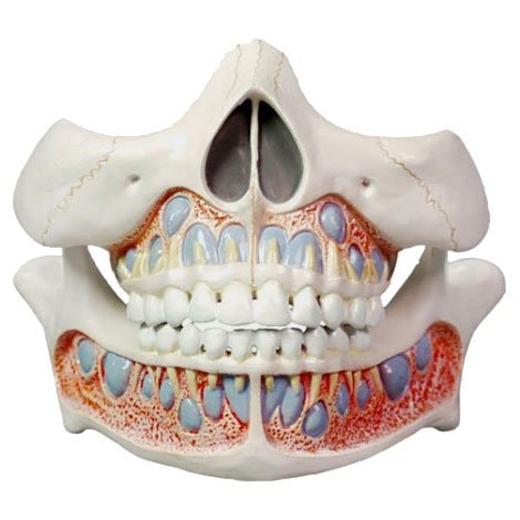 Deciduous-Teeth-Model-1.jpg Lumbar Spinal Column