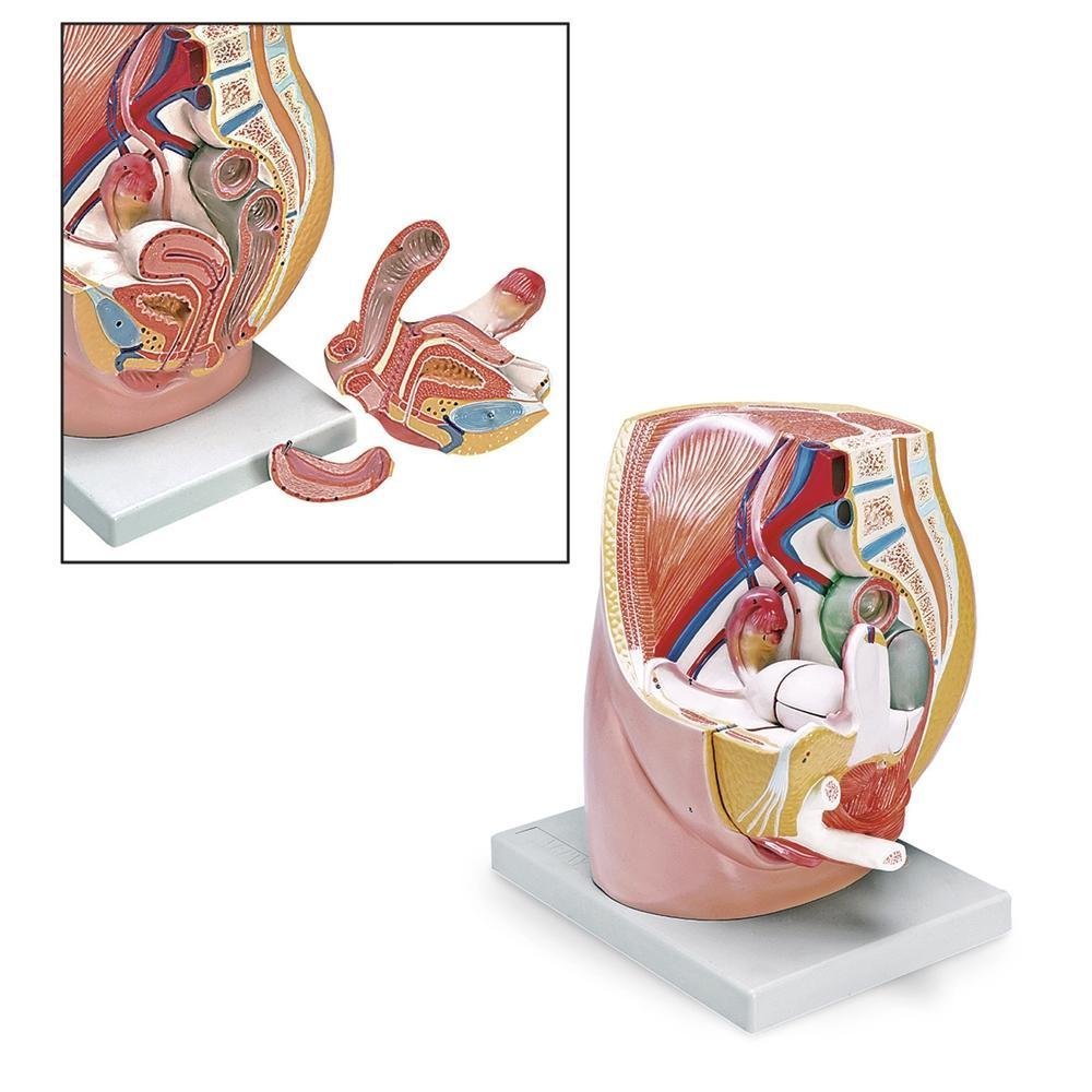 Female-Pelvis-3-Parts.jpg Female Pelvis
