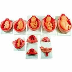 Fetal-Development-Process-Model.jpg