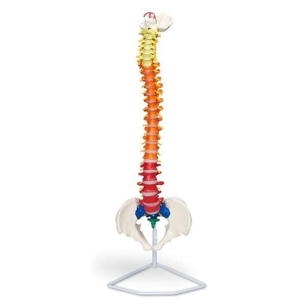 Flexible-Spinal-Column-With-Colour-Coded-Regions.jpg Flexible Spinal Column With Colour Coded Regions