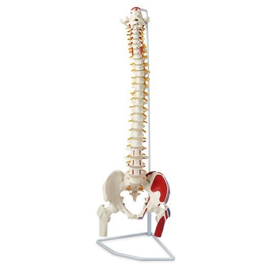 Flexible-Vertebral-Column-With-Femur-Heads-And-Muscle-Insertions.jpg
