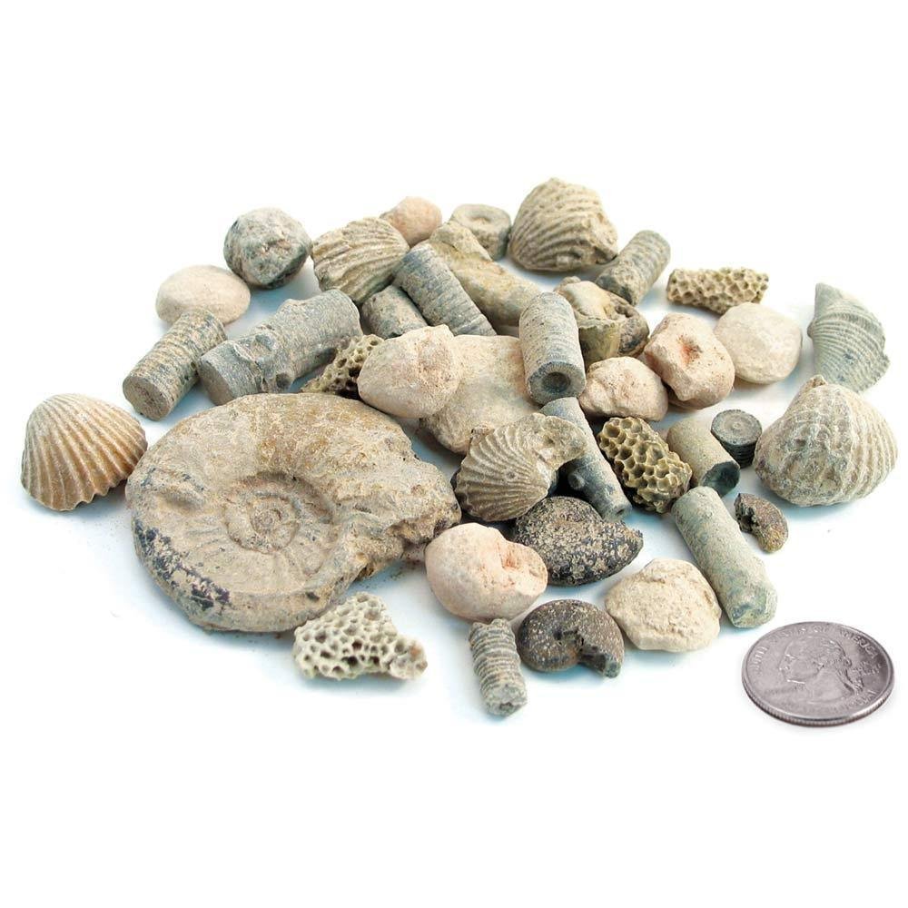 Fossil-Kit.jpg