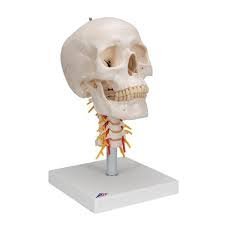 Human-Skull-Model-With-Cervical-Spine.jpg