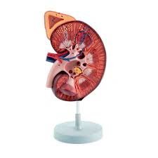 Kidney-with-Adrenal-Gland-1-5-Times-Enlarged-2-Parts.jpg