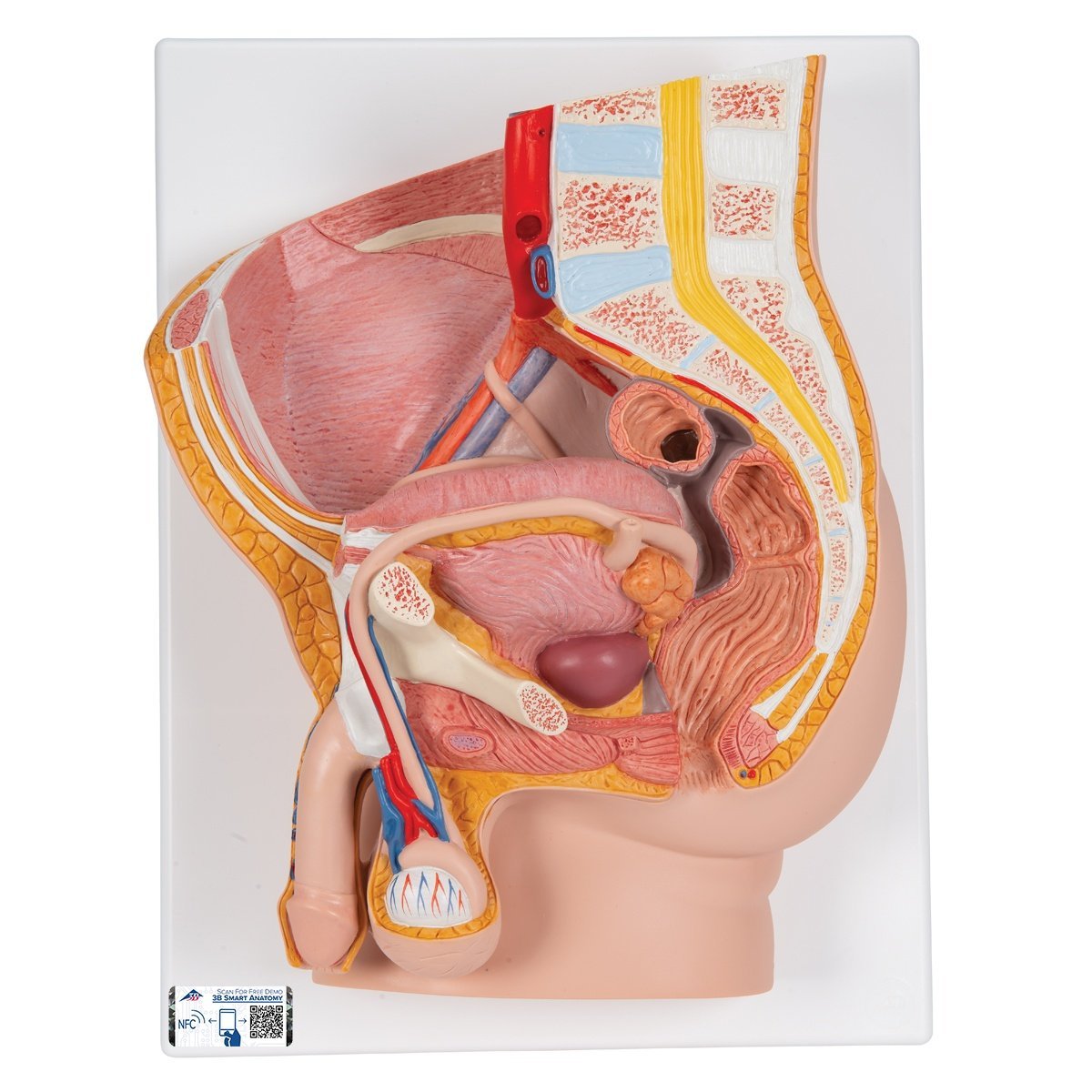Male-Pelvis-4-Parts.jpg Male Pelvis