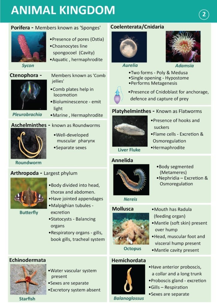 Porifera-Coelenterata-Platyhelminthes.jpg