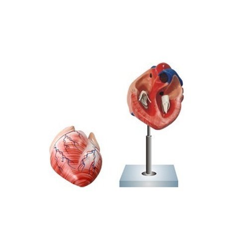 human-heart-2-parts.jpg Human Heart